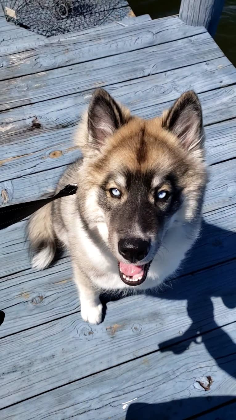 KYLO, a Siberian Husky tested with EmbarkVet.com