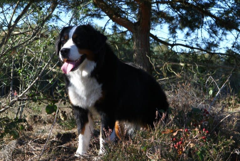 Lexi, a Bernese Mountain Dog tested with EmbarkVet.com