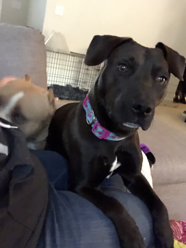 Embark Dog Dna Test Milly Gallery