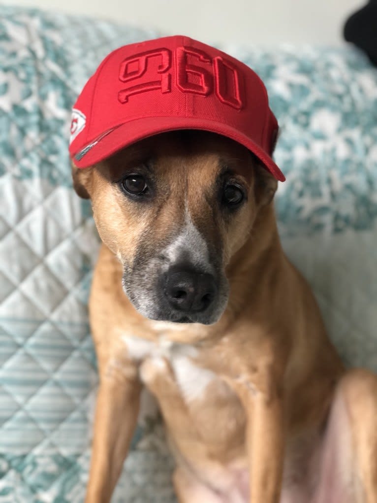 Rustee, an American Pit Bull Terrier and American Bulldog mix tested with EmbarkVet.com