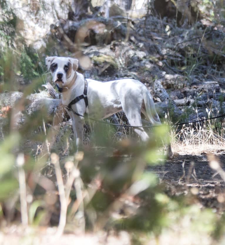 Aubin, an American Bulldog and Brittany mix tested with EmbarkVet.com