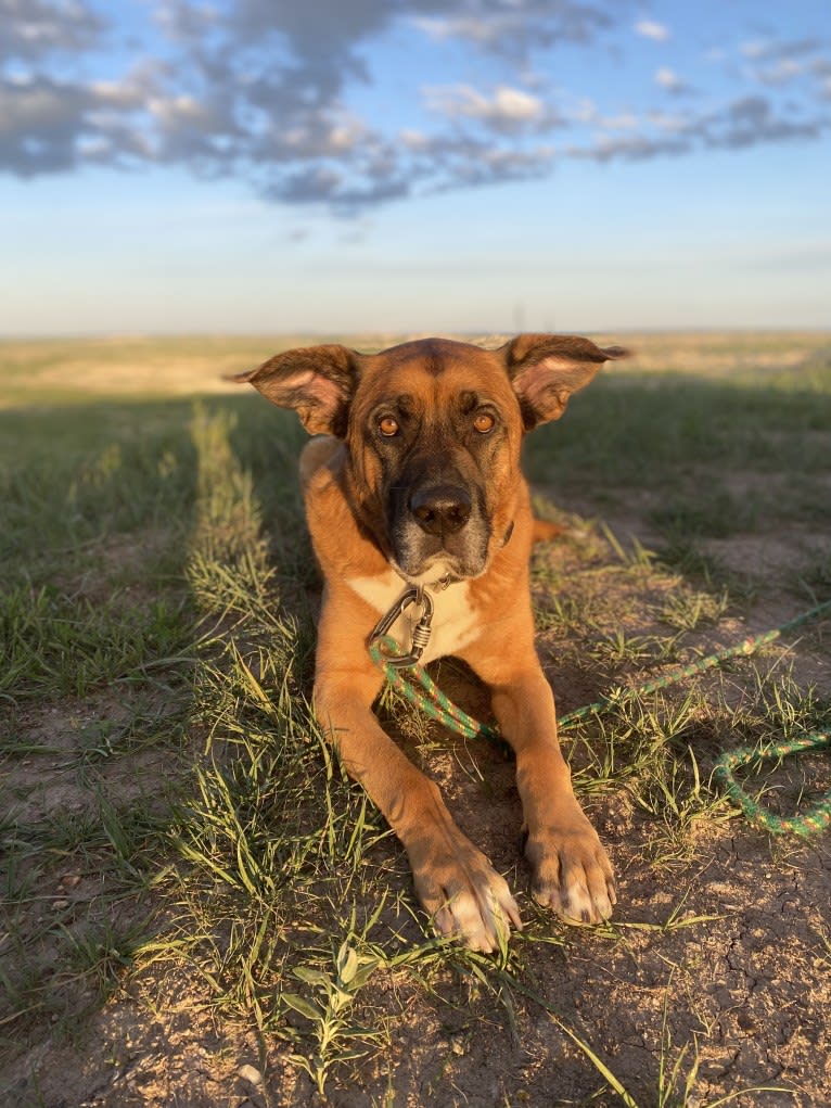 Finn, a Saint Bernard and English Shepherd mix tested with EmbarkVet.com