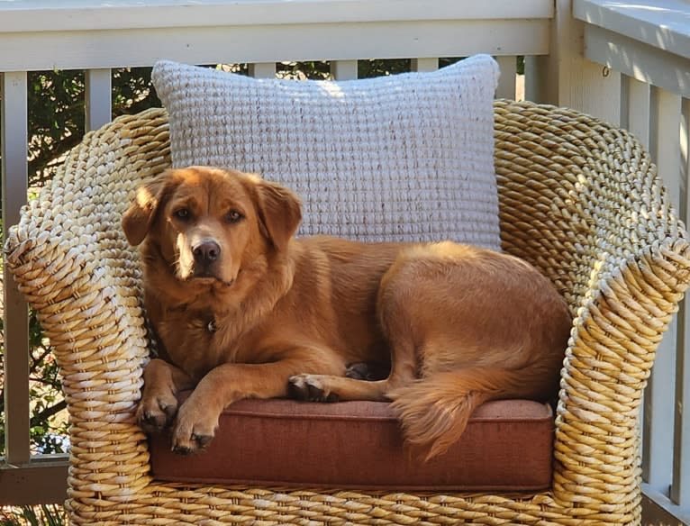 bella, a Melanesian Village Dog tested with EmbarkVet.com