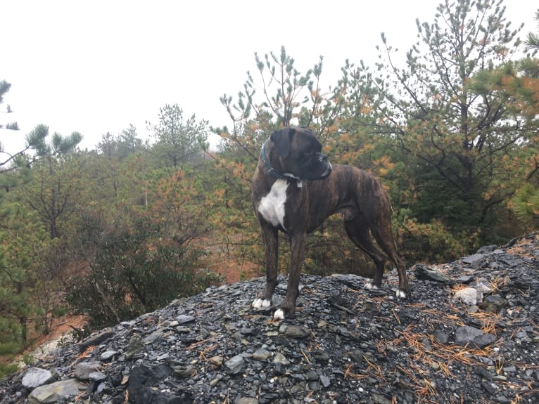 Murray, a Boxer tested with EmbarkVet.com