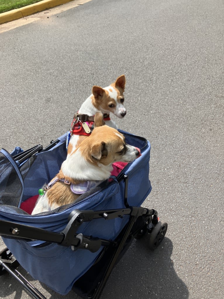 Daisy, a Chihuahua and Rat Terrier mix tested with EmbarkVet.com