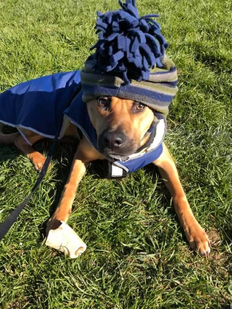 Zeko, an American Pit Bull Terrier and Pembroke Welsh Corgi mix tested with EmbarkVet.com