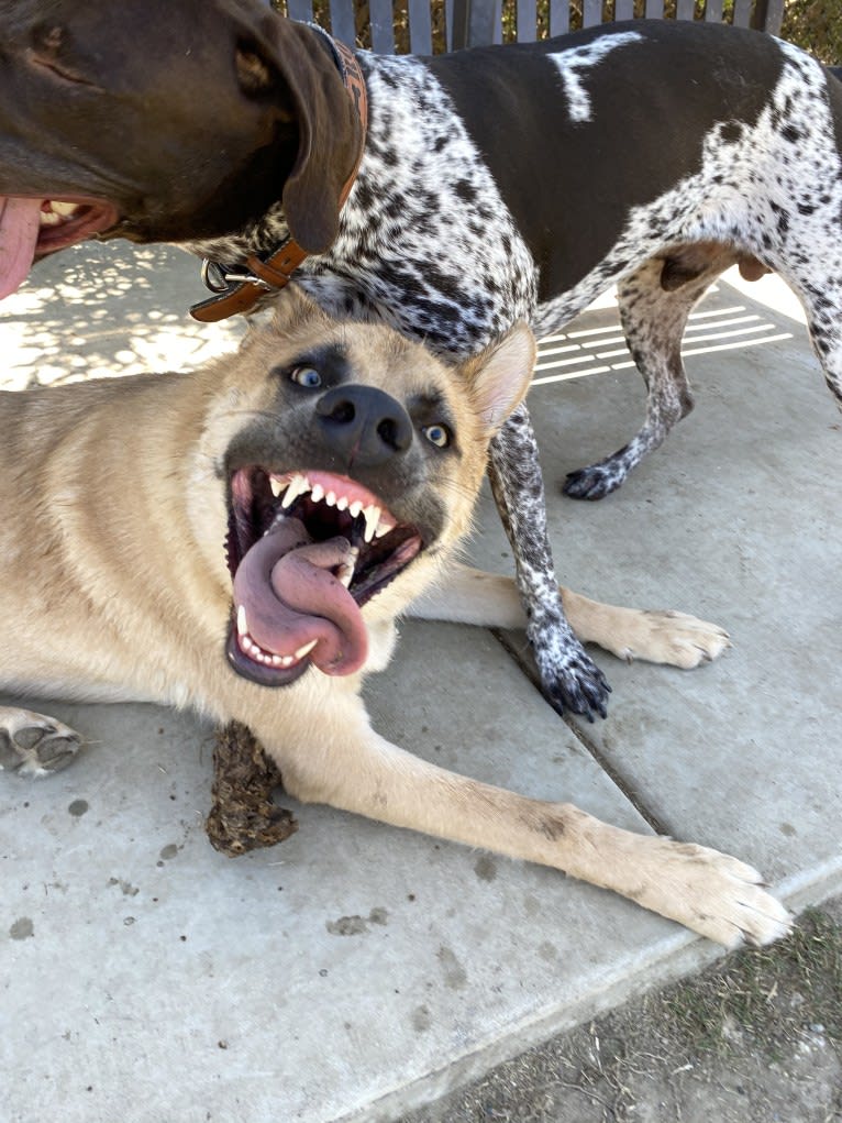 Boban, a German Shepherd Dog and Great Pyrenees mix tested with EmbarkVet.com