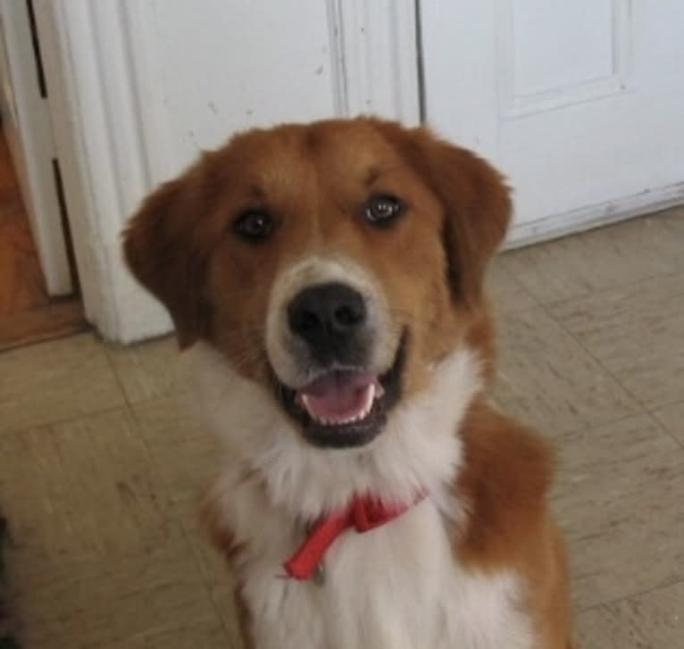 Bentley, a Chow Chow and Labrador Retriever mix tested with EmbarkVet.com