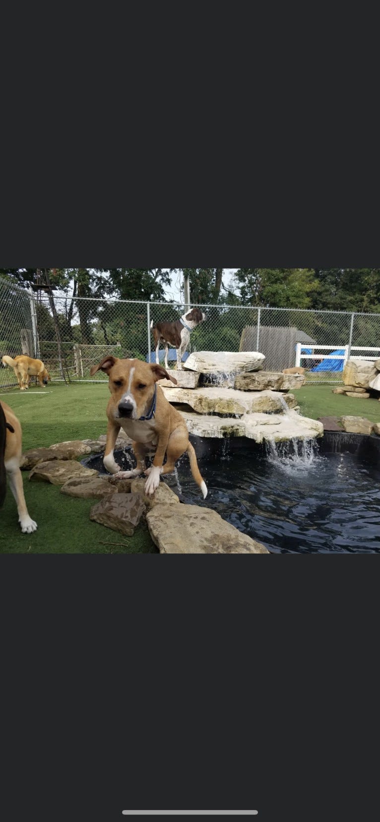 Ronan, an American Pit Bull Terrier and Siberian Husky mix tested with EmbarkVet.com