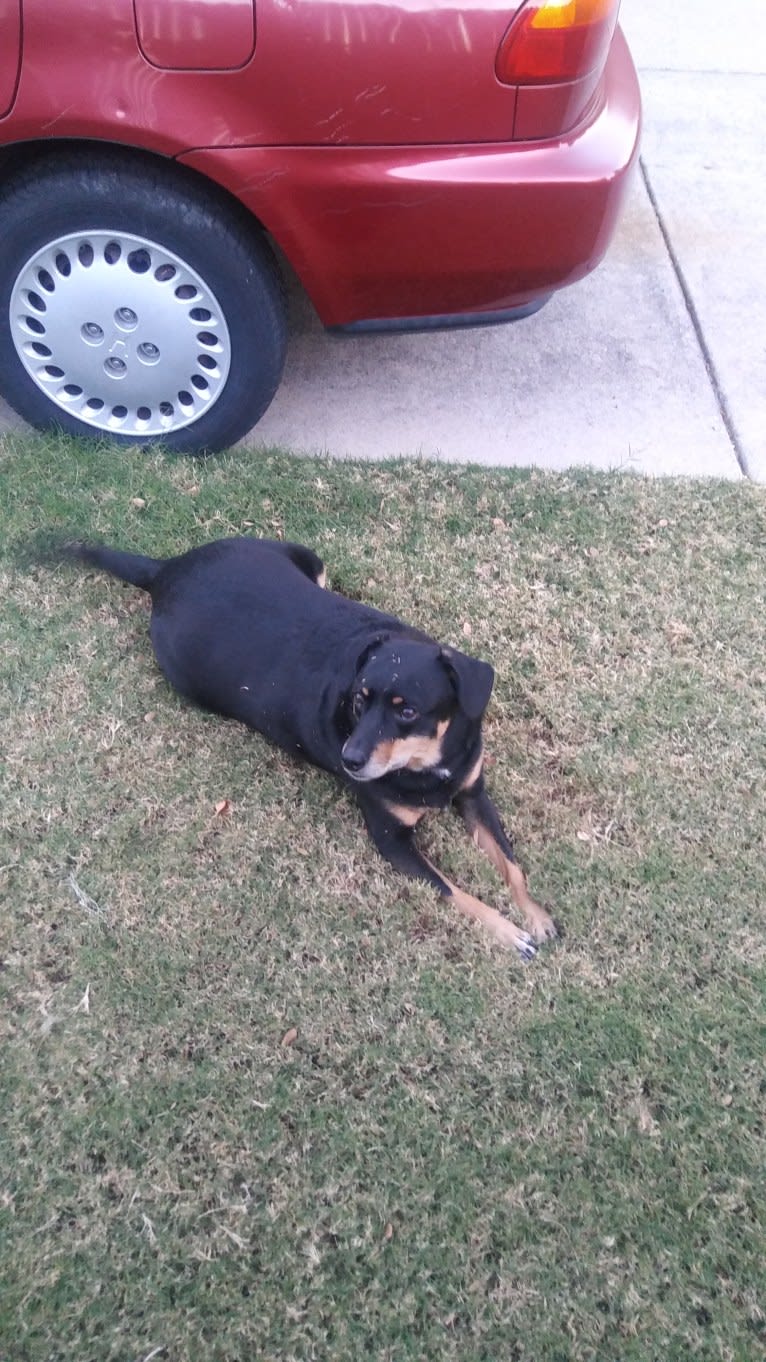 J.J., a Chihuahua and Australian Cattle Dog mix tested with EmbarkVet.com