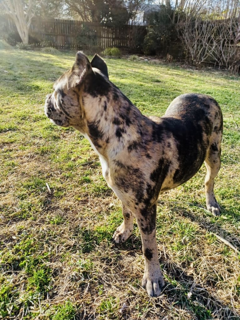 Oreo, a Bulldog and Boxer mix tested with EmbarkVet.com