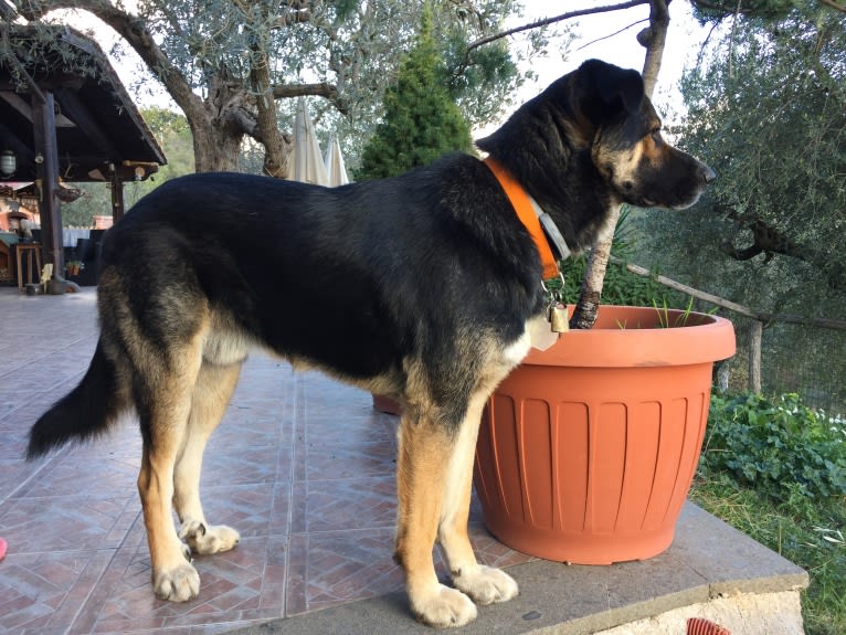 Duke, a German Shepherd Dog and Spanish Galgo mix tested with EmbarkVet.com