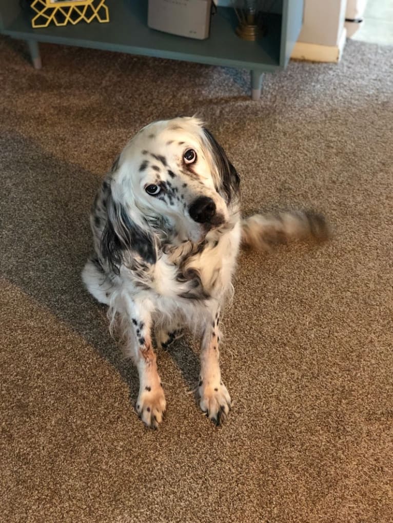 Velma, an English Setter (27.4% unresolved) tested with EmbarkVet.com