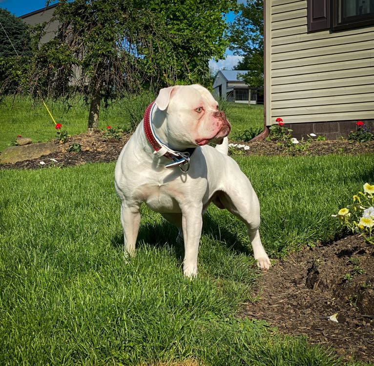 Centerbull’s Gem City Heart Breaker AKA Ghost, an American Bulldog tested with EmbarkVet.com