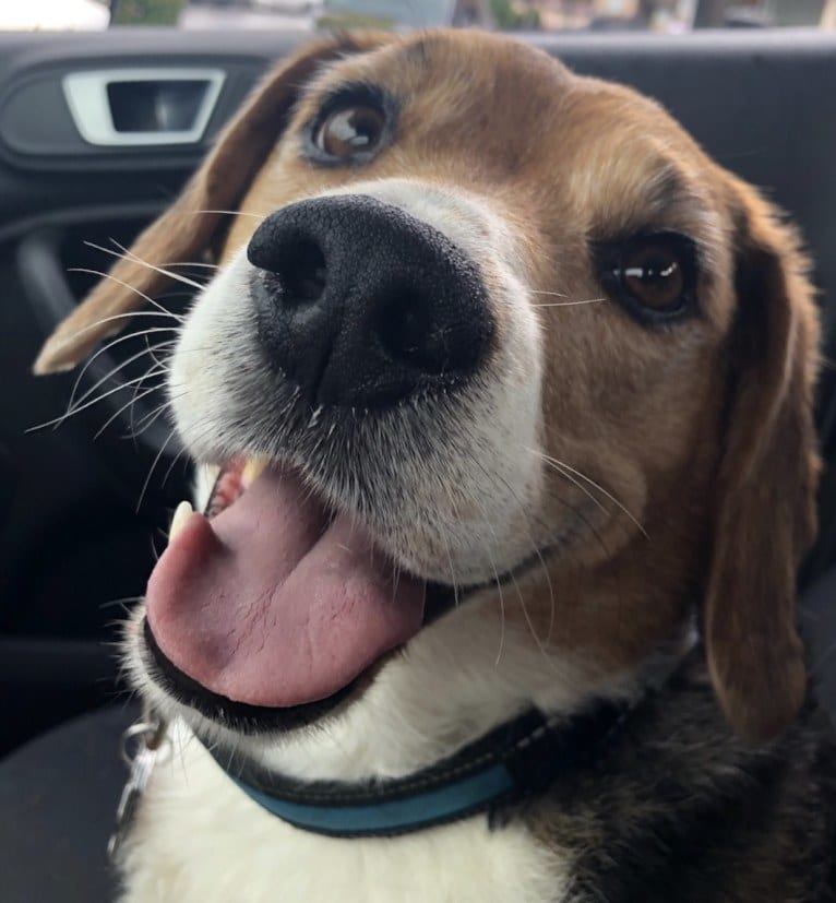 Niko, a Beagle tested with EmbarkVet.com