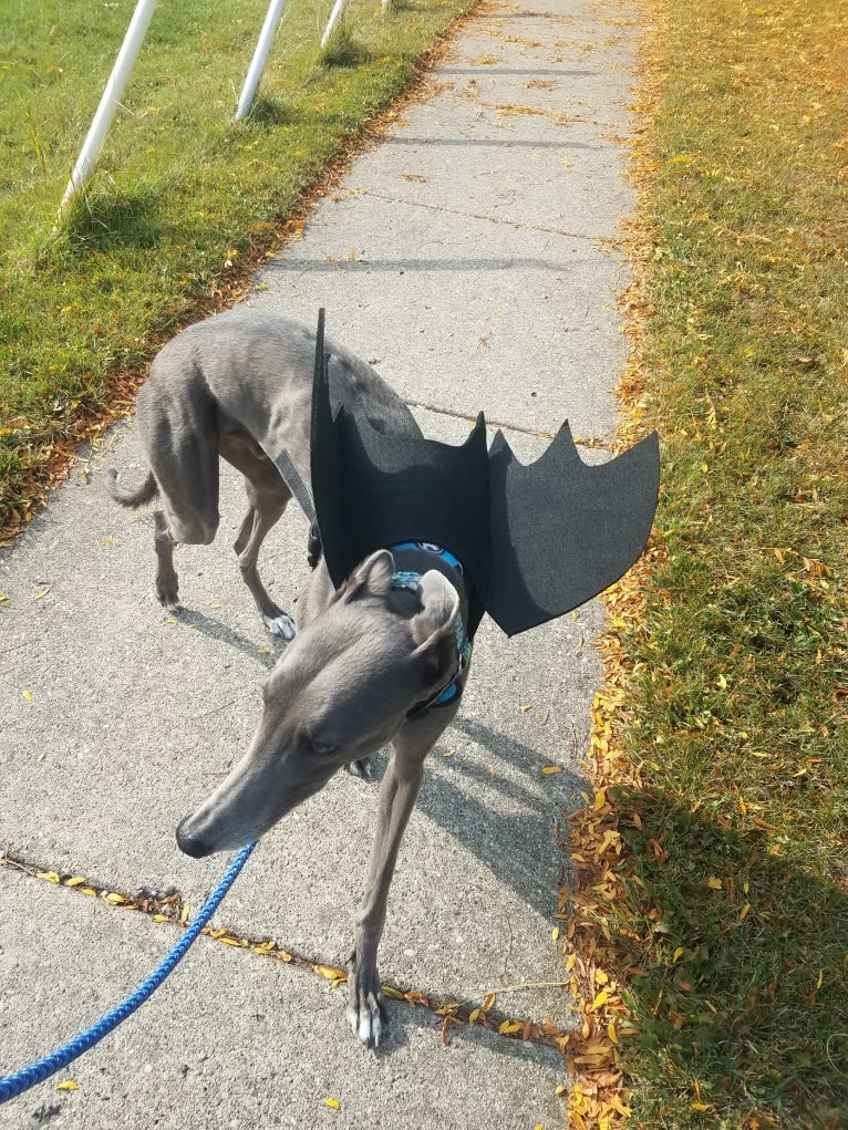 Whiskey, a Greyhound tested with EmbarkVet.com