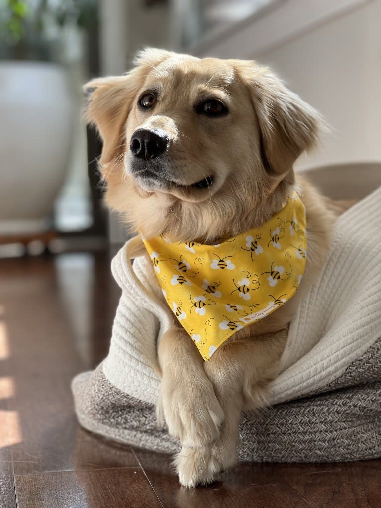 Puff, a Labrador Retriever and Golden Retriever mix tested with EmbarkVet.com