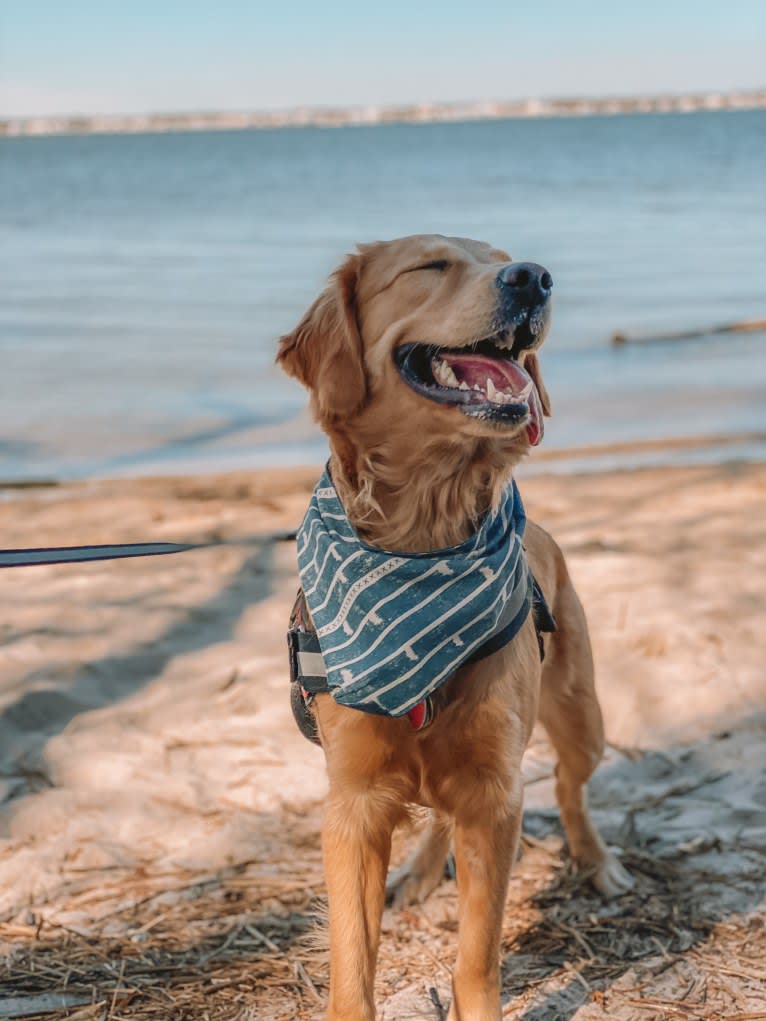 Marley, a Golden Retriever tested with EmbarkVet.com