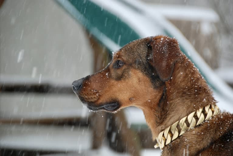 Milo, a Rottweiler and Golden Retriever mix tested with EmbarkVet.com