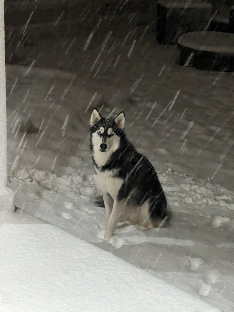 Drake Flynn, a Siberian Husky tested with EmbarkVet.com