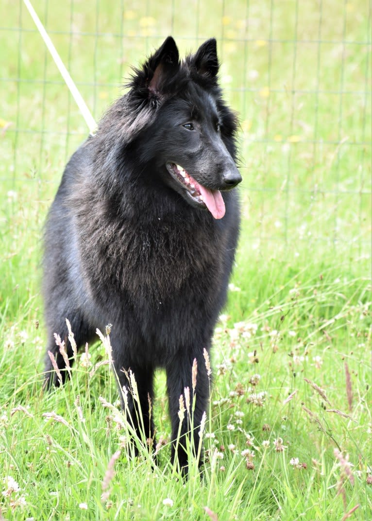 Vivi, a Belgian Shepherd tested with EmbarkVet.com