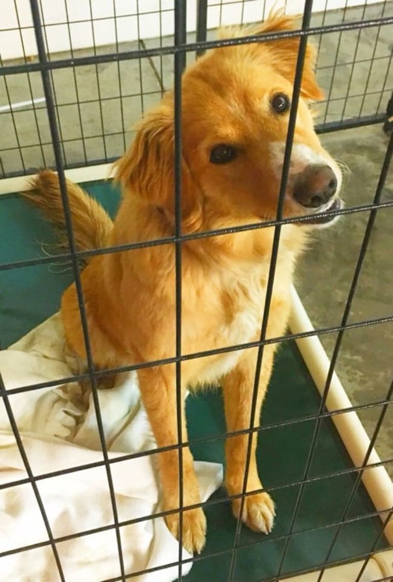 Rusty, a Border Collie and Australian Shepherd mix tested with EmbarkVet.com