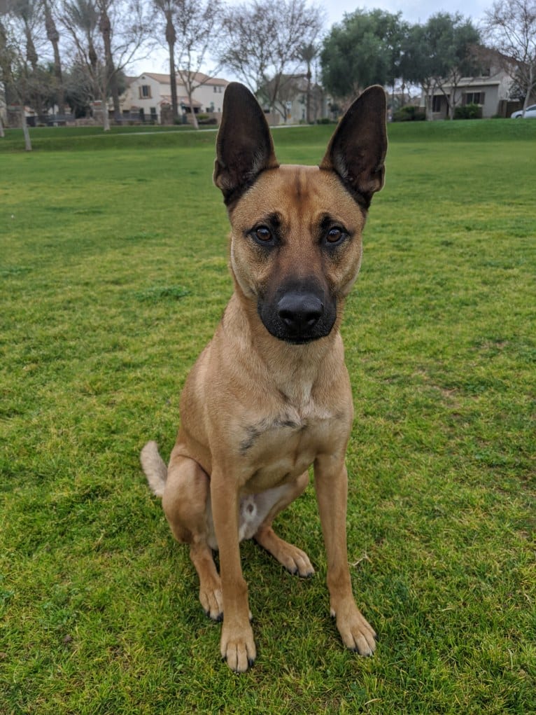 Enzo, a German Shepherd Dog and American Pit Bull Terrier mix tested with EmbarkVet.com