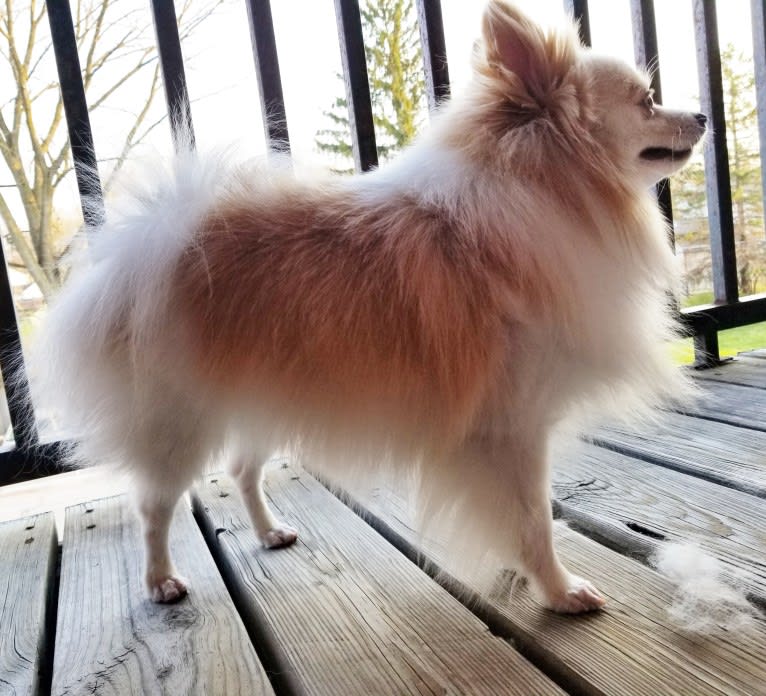 Miruko, a Pomeranian tested with EmbarkVet.com