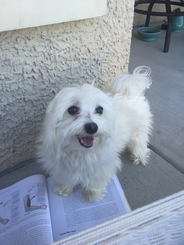 Shaboobalabooby “Boo” Elliott Peabody Minimus, a Maltese tested with EmbarkVet.com