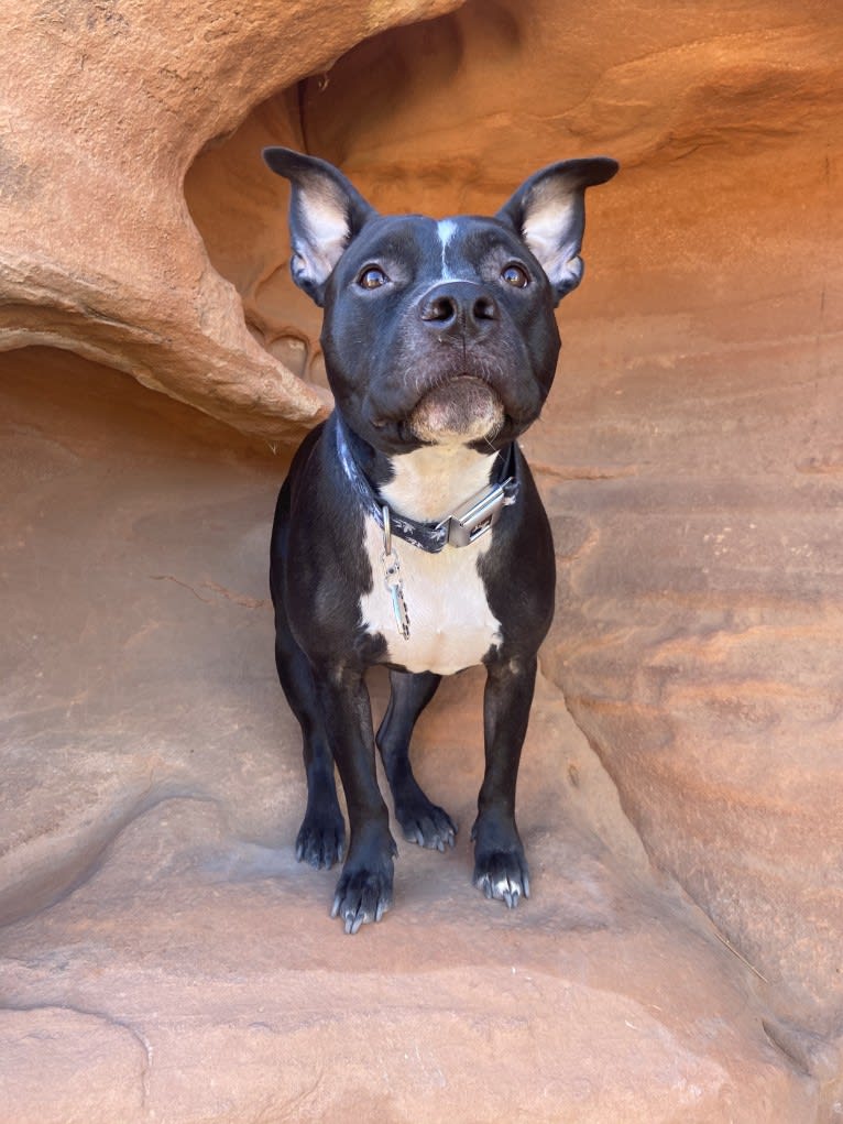 Mickey, an American Bully tested with EmbarkVet.com