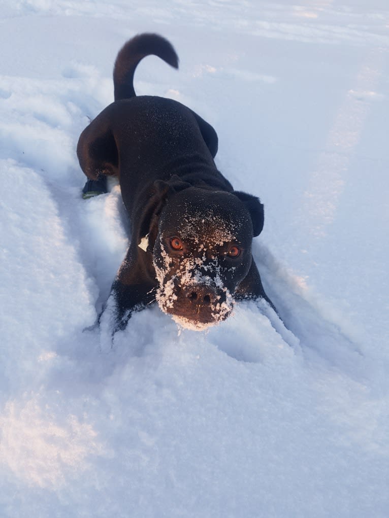 Squeak, an American Bully and American Pit Bull Terrier mix tested with EmbarkVet.com