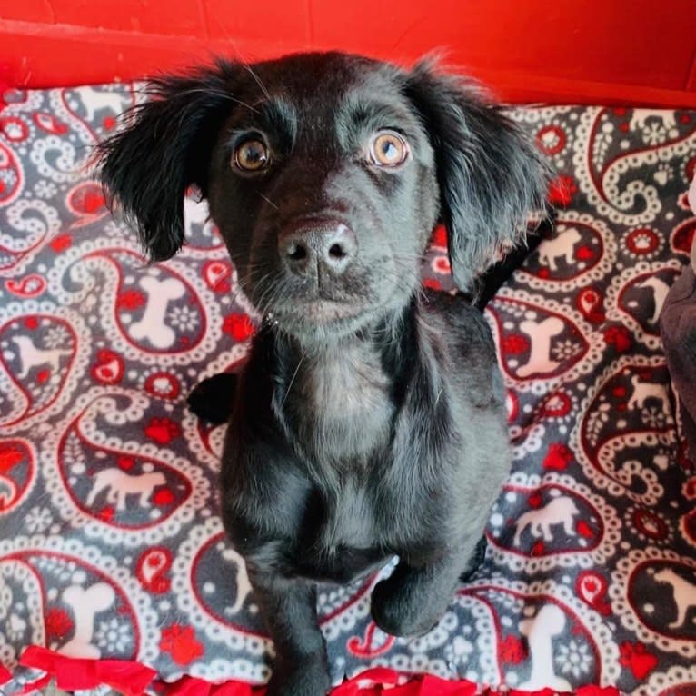 Ember, a Labrador Retriever and Chihuahua mix tested with EmbarkVet.com