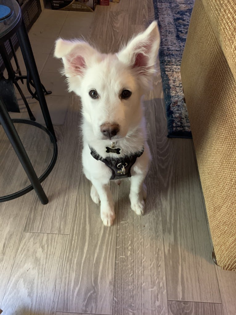 Bao, a Siberian Husky and Poodle (Small) mix tested with EmbarkVet.com