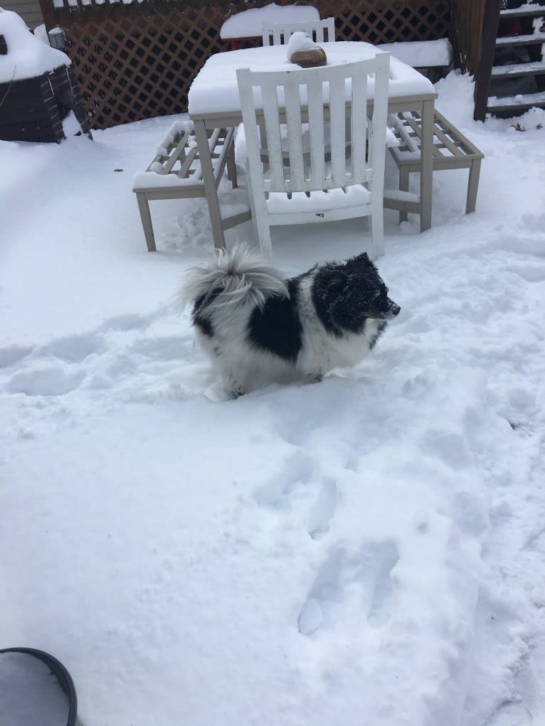 Piper, an American Eskimo Dog and Pomeranian mix tested with EmbarkVet.com