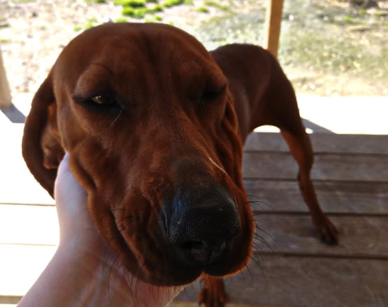 PR MCR Clementine Rose, a Redbone Coonhound tested with EmbarkVet.com