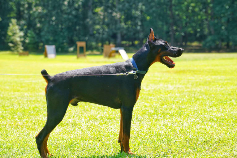 Duke, a Doberman Pinscher tested with EmbarkVet.com