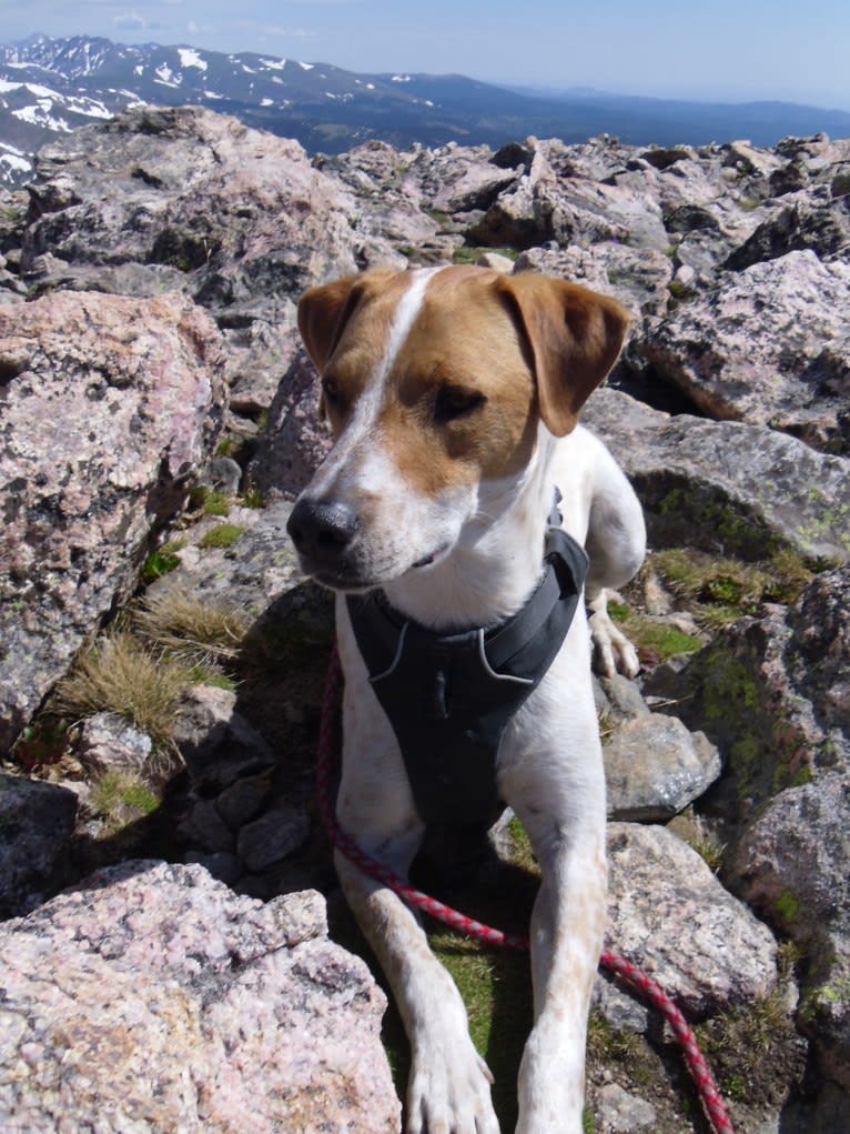 Puck, an Australian Cattle Dog and American Pit Bull Terrier mix tested with EmbarkVet.com