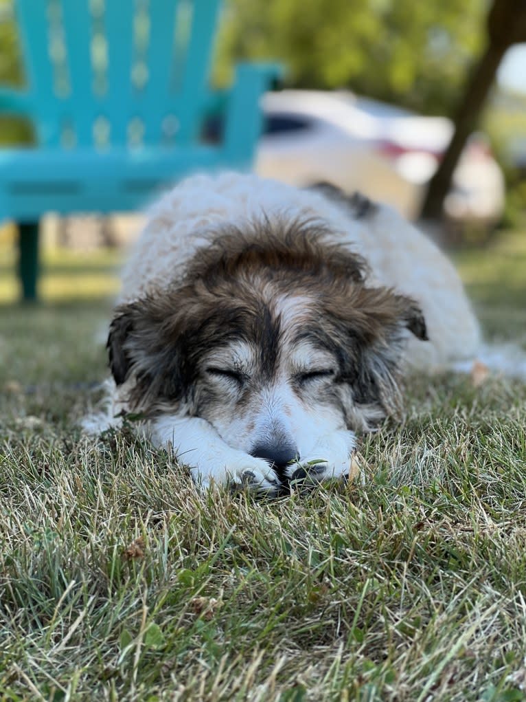 Zoey, a Border Collie and Maremma Sheepdog mix tested with EmbarkVet.com