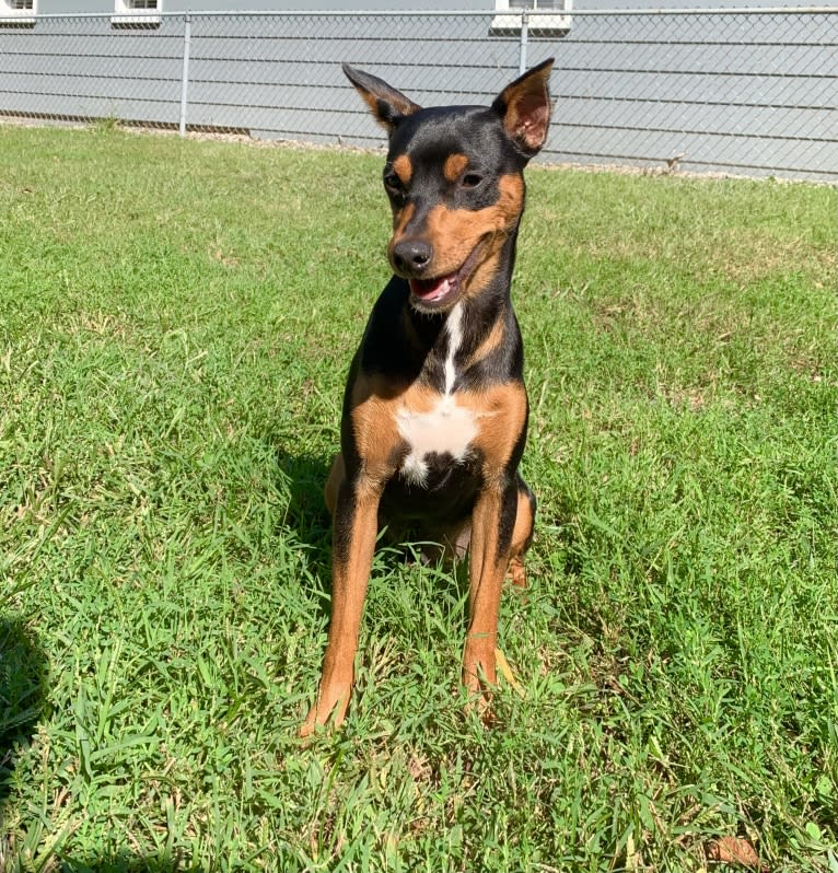 Vinny, a Miniature Pinscher tested with EmbarkVet.com