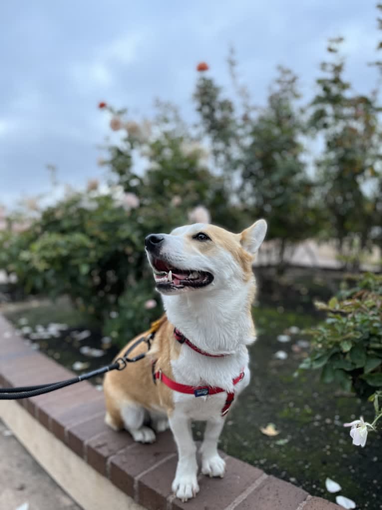 Mango, a Jindo and Pembroke Welsh Corgi mix tested with EmbarkVet.com