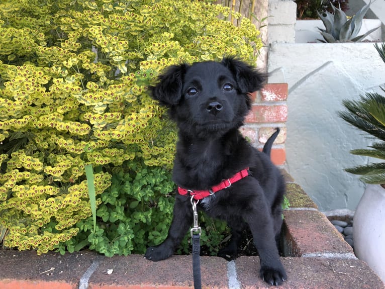 Jasper, a Poodle (Small) and Chihuahua mix tested with EmbarkVet.com