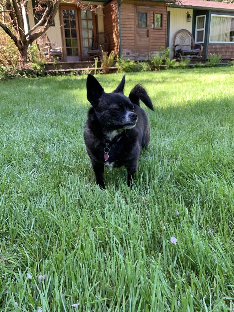 Indy, a Pomeranian and Shih Tzu mix tested with EmbarkVet.com