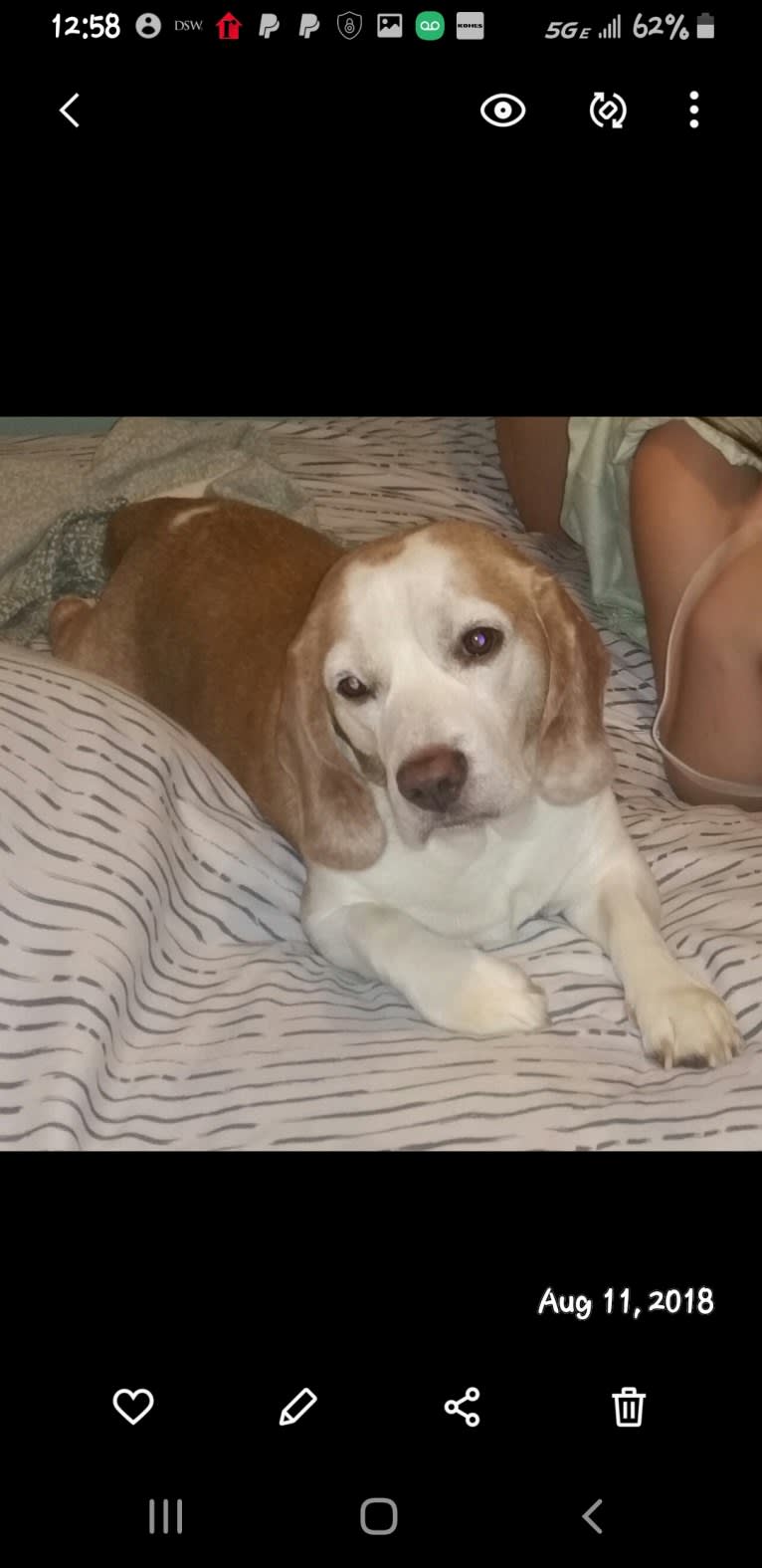 BB (Big Boy), a Beagle tested with EmbarkVet.com