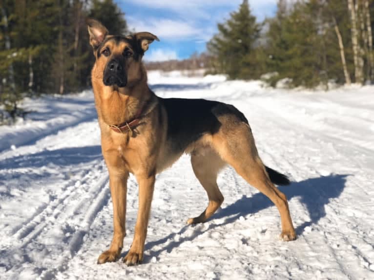 Grizzly, a German Shepherd Dog and Rottweiler mix tested with EmbarkVet.com