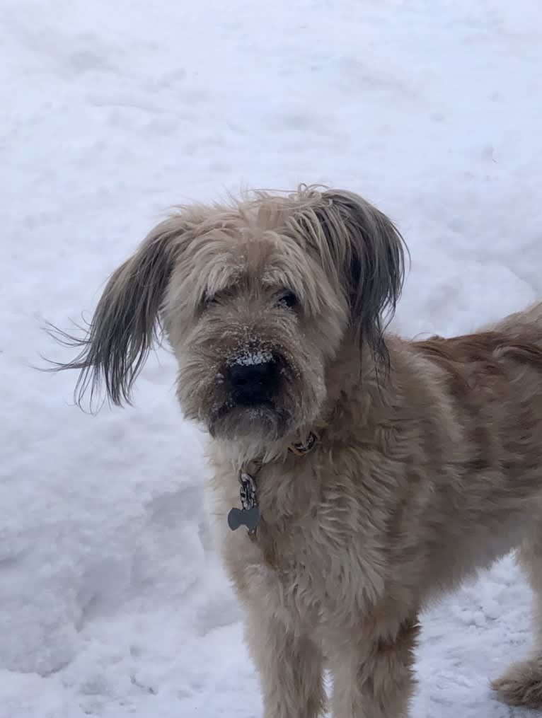 Buzzy, a Briard tested with EmbarkVet.com