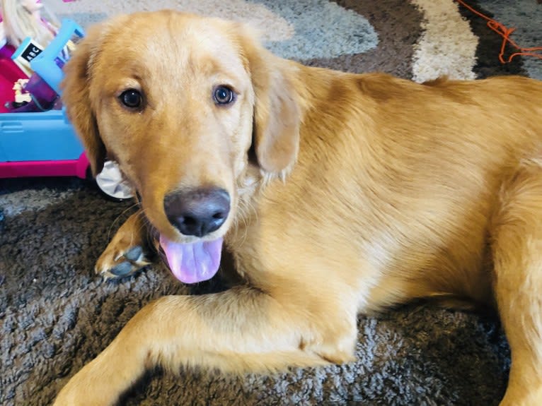 Cooper, a Golden Retriever tested with EmbarkVet.com