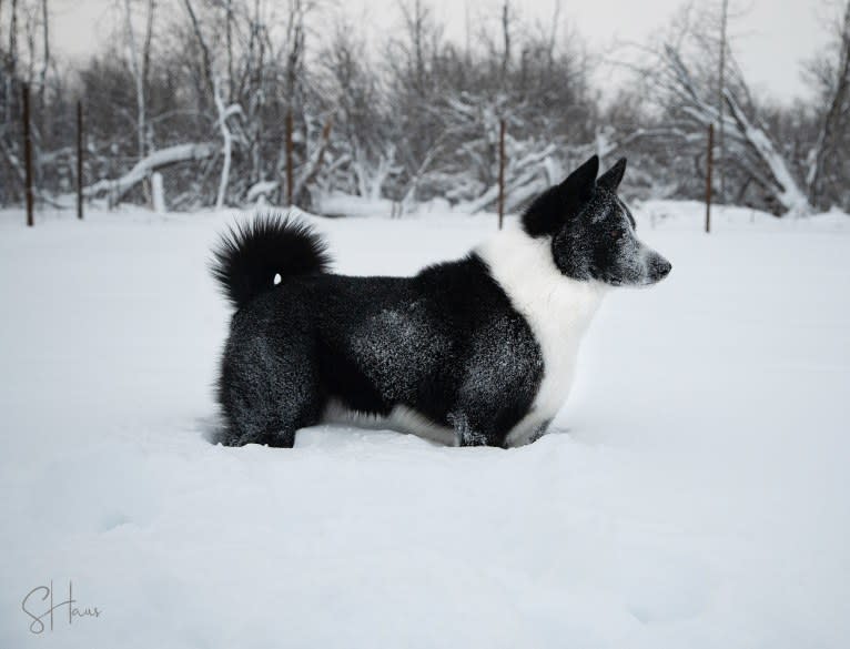 Nalle, a Karelian Bear Dog tested with EmbarkVet.com