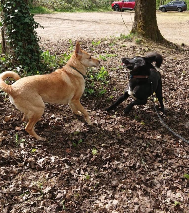 Chesley, a Canaan Dog tested with EmbarkVet.com