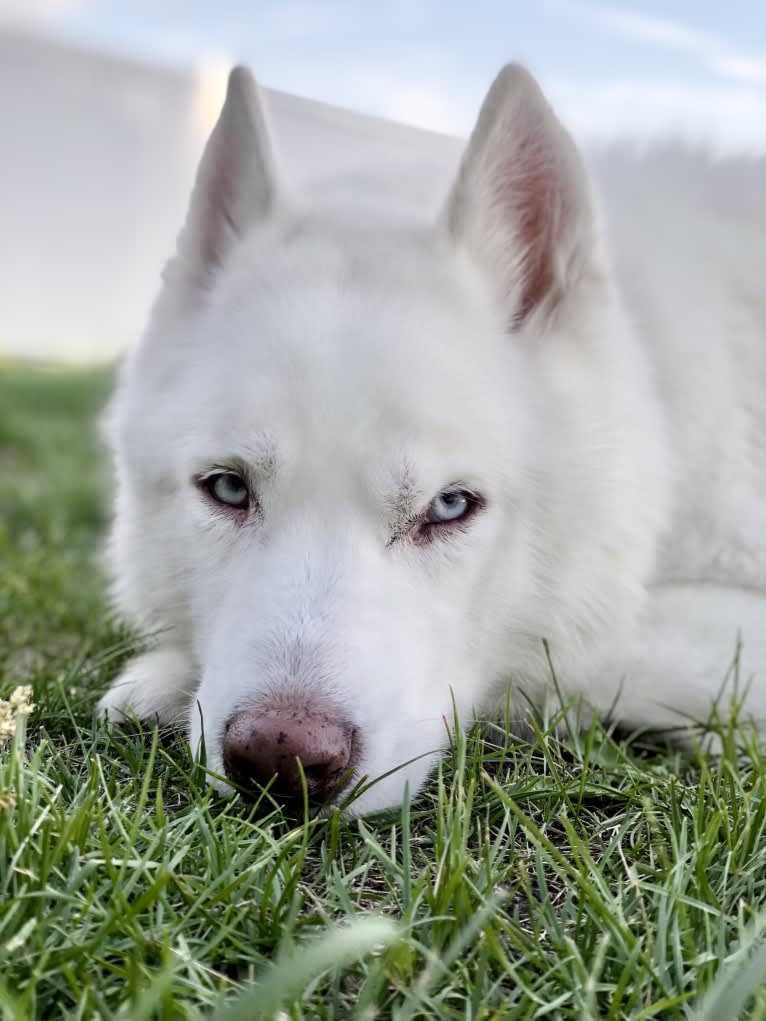 Recon, a Siberian Husky tested with EmbarkVet.com