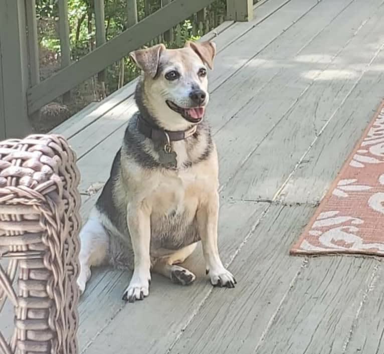 Buddy, a Russell-type Terrier and Chihuahua mix tested with EmbarkVet.com